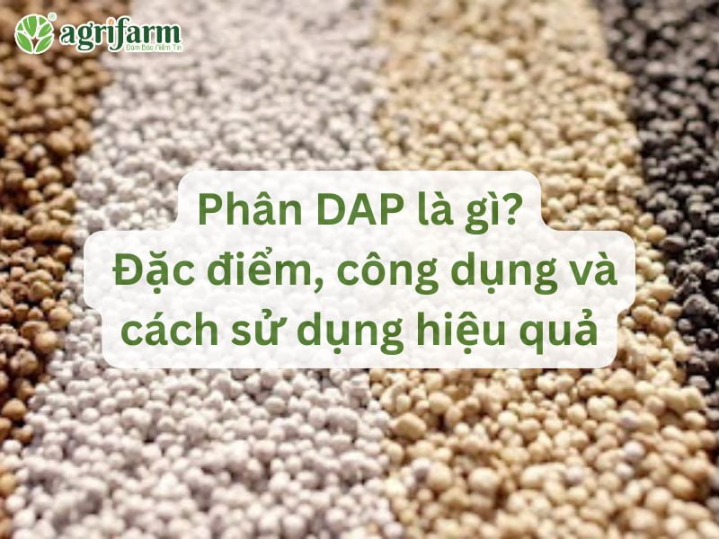 phan-dap-la-gi-dac-diem-cong-dung-va-cach-dung