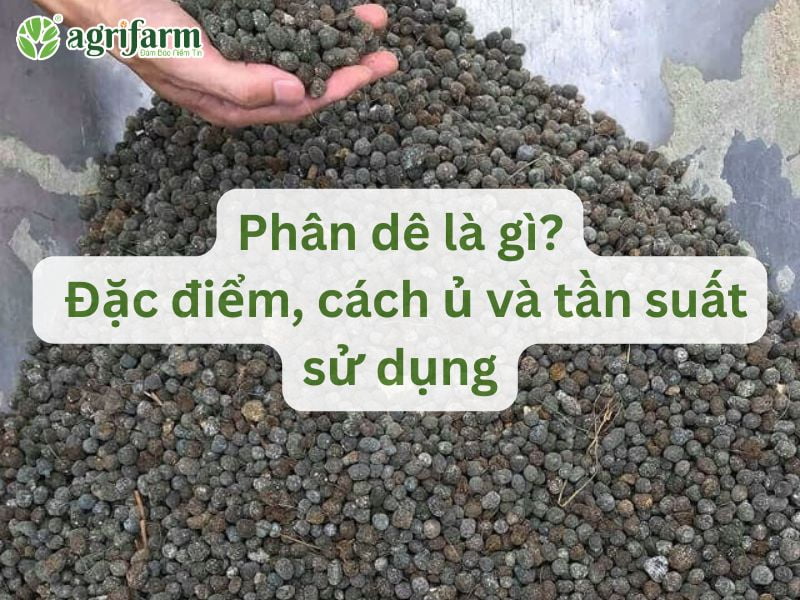 phan-de-la-gi-dac-diem-cach-u-tan-suat-su-dung