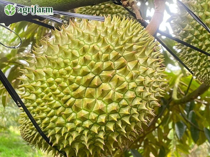 vai-tro-va-cach-su-dung-phan-bon-vi-luong