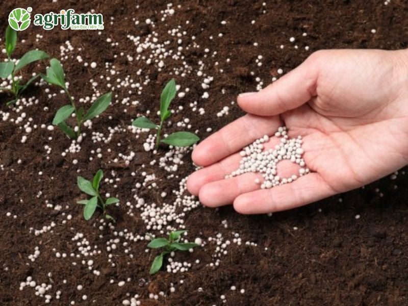 phan-npk-30-10-10-cong-dung-va-cach-su-dung-hieu-qua-Agrifarmvn