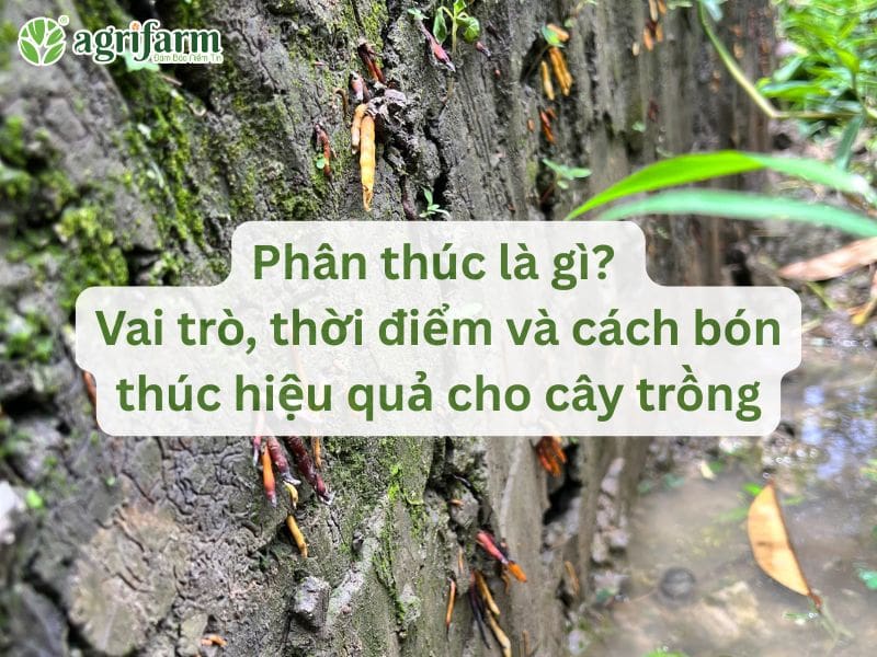 phan-thuc-la-gi-vai-tro-thoi-diem-va-cach-bon