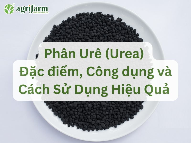 phan-ure-dac-diem-cong-dung-va-cach-su-dung