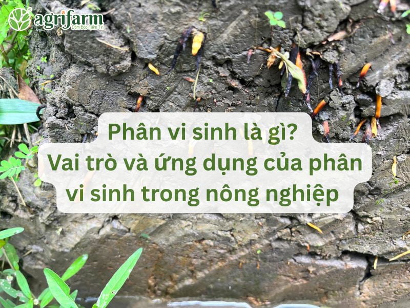 phan-vi-sinh-la-gi-vai-tro-va-ung-dung-trong-nong-nghiep