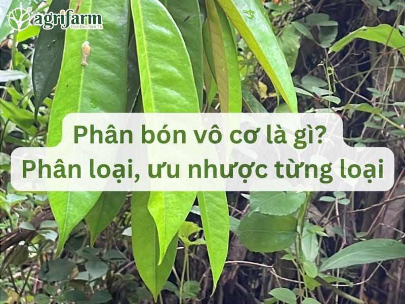 uu-nhuoc-diem-cua-phan-bon-vo-co