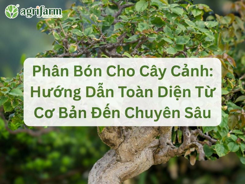 phan-bon-cho-cay-canh