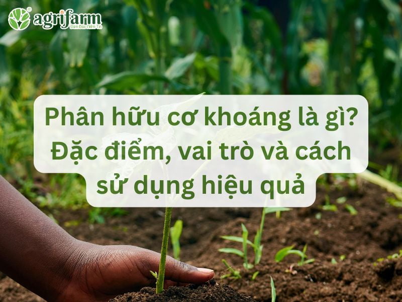 phan-huu-co-khoang-dac-diem-vai-tro