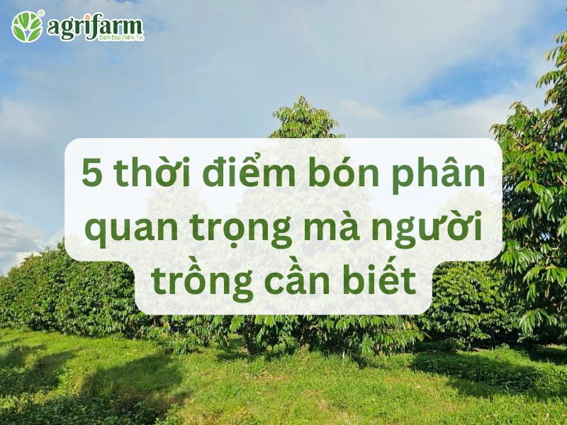 5-thoi-diem-bon-phan-nha-vuon-nen-biet