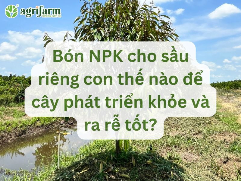 bon-npk-cho-sau-rieng-con