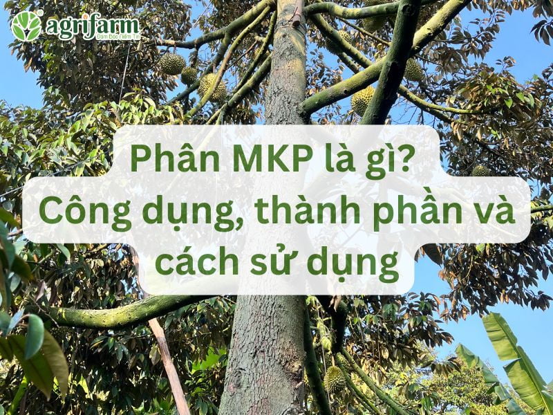 phan-mkp-cong-dung-thanh-phan-cach-su-dung
