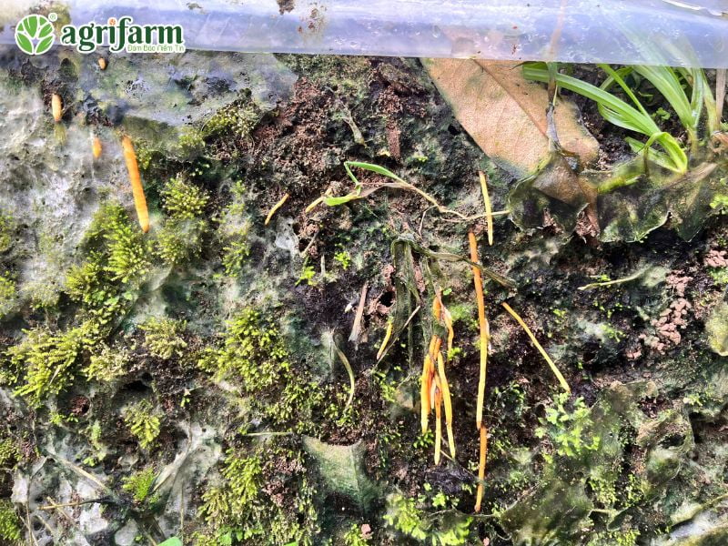 su-dung-trichoderma-dung-ky-thuat