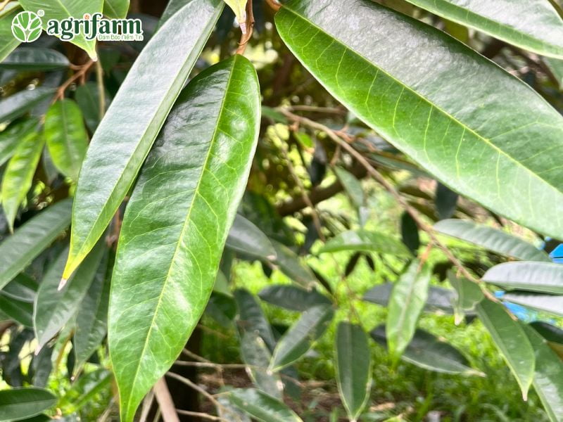 su-dung-trichoderma-dung-ky-thuat