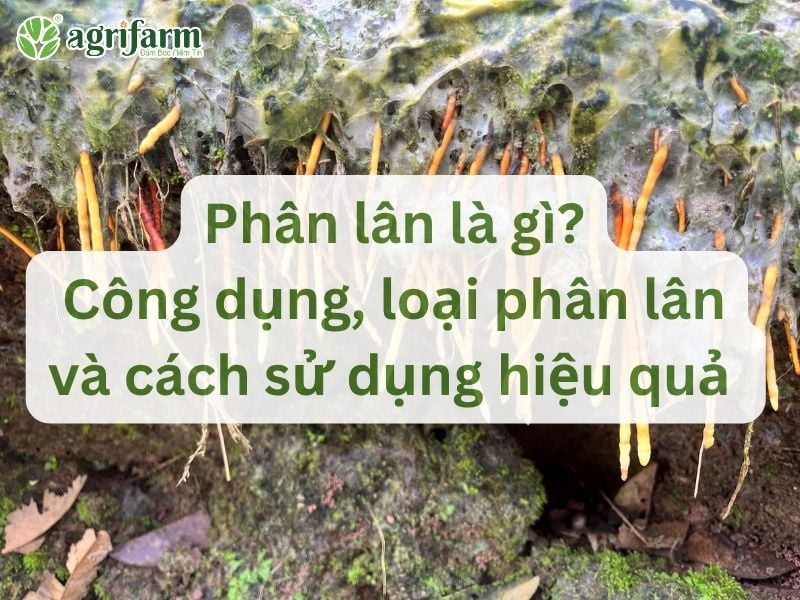cong-dung-va-phan-loai-phan-lan