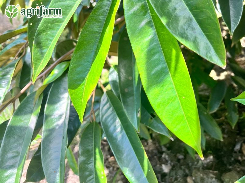 cong-dung-phan-npk-16-16-8-la-gi