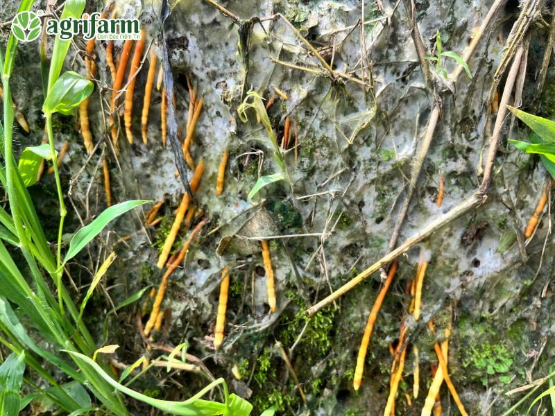 cong-dung-phan-npk-16-16-8-la-gi